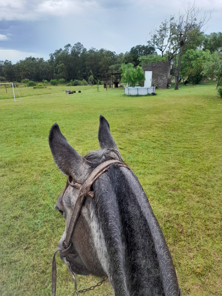 Caballos en la chacra
