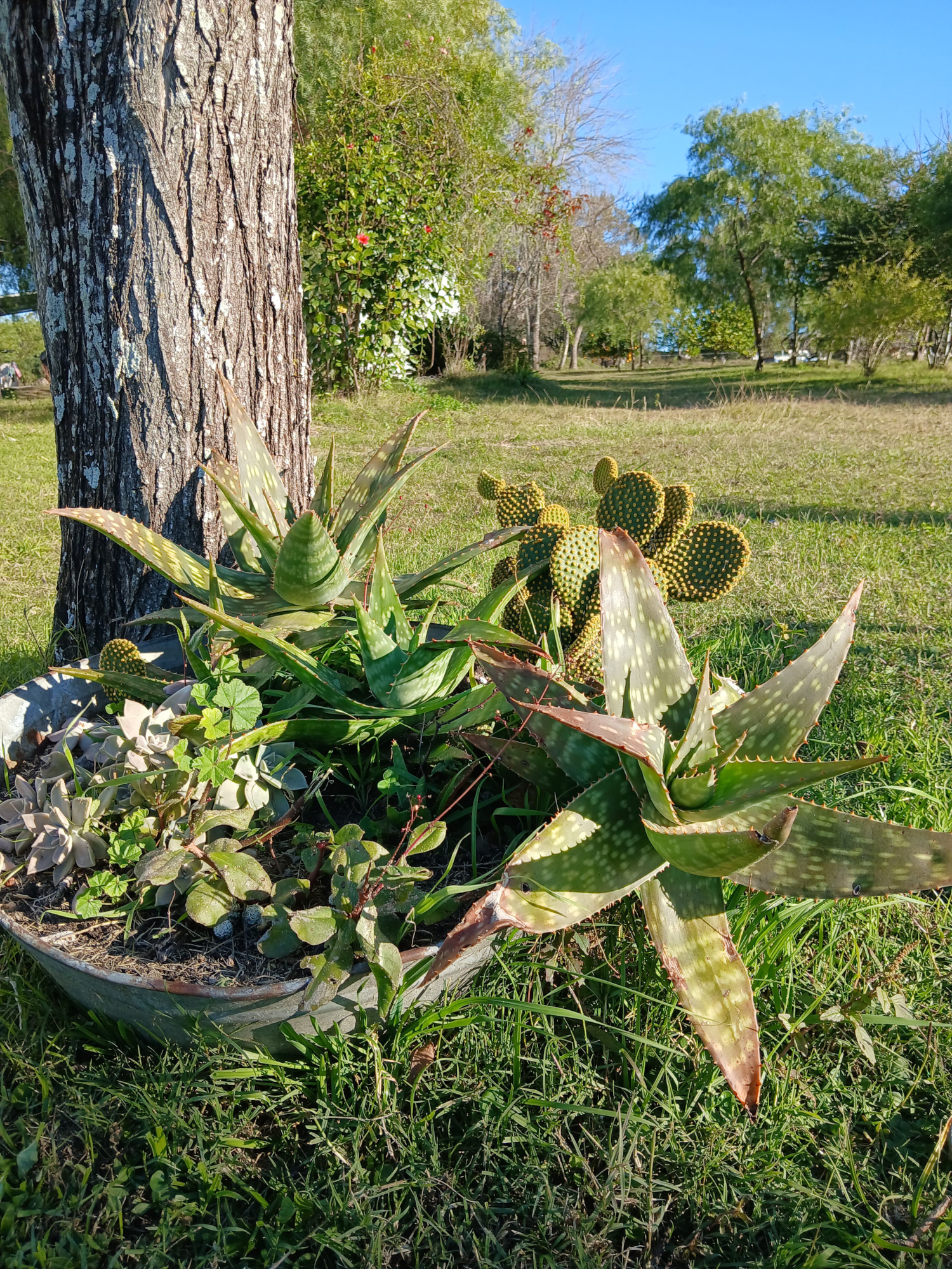 Plantas